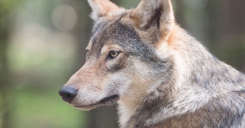 Two Wolves in the Heart - The Evolution of Empathy and Aggression, Of “Us” and “Them”