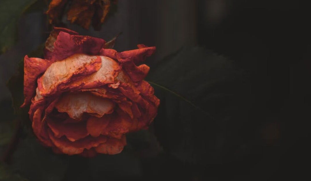 Meditation + Talk: Two Fundamental Realities – 1. We Will All Die; 2. We Know Not When